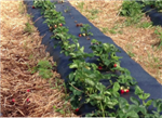 Optimiser la lutte aux mauvaises herbes pour une production de fraises sur plastique sous régie biologique