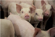 Réseau porcin - Bulletin zoosanitaire : la peste porcine africaine (décembre 2018)