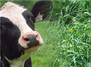 Inclure du tourteau de canola dans les rations des vaches laitières : pourquoi pas?