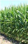 Maïs exprimant des protéines insecticides disponibles au Canada