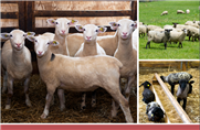 Portrait-diagnostic sectoriel de l'industrie ovine au Québec