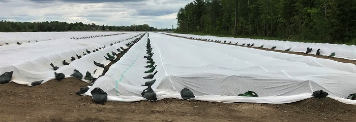 Photo 2 : Exemple d’une  installation bien réalisée d’une toile thermique, d’arceaux et de sacs de gravier disposés sur une plantation de tomate.