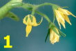 Biobest marquage fleurs tomate-1