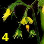 Biobest marquage fleurs tomate-4