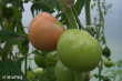 MALADIES - TOMATE - Moisissure grise (Botrytis) - Partie arienne